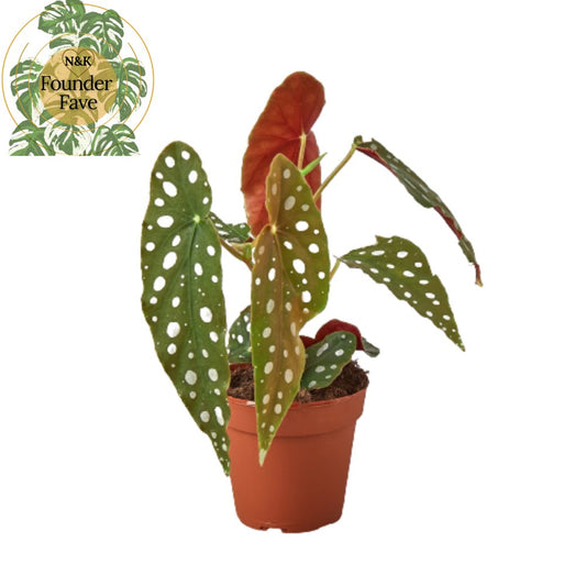 Begonia 'Polka Dot' Indoor Plant - Mental Houseplants™