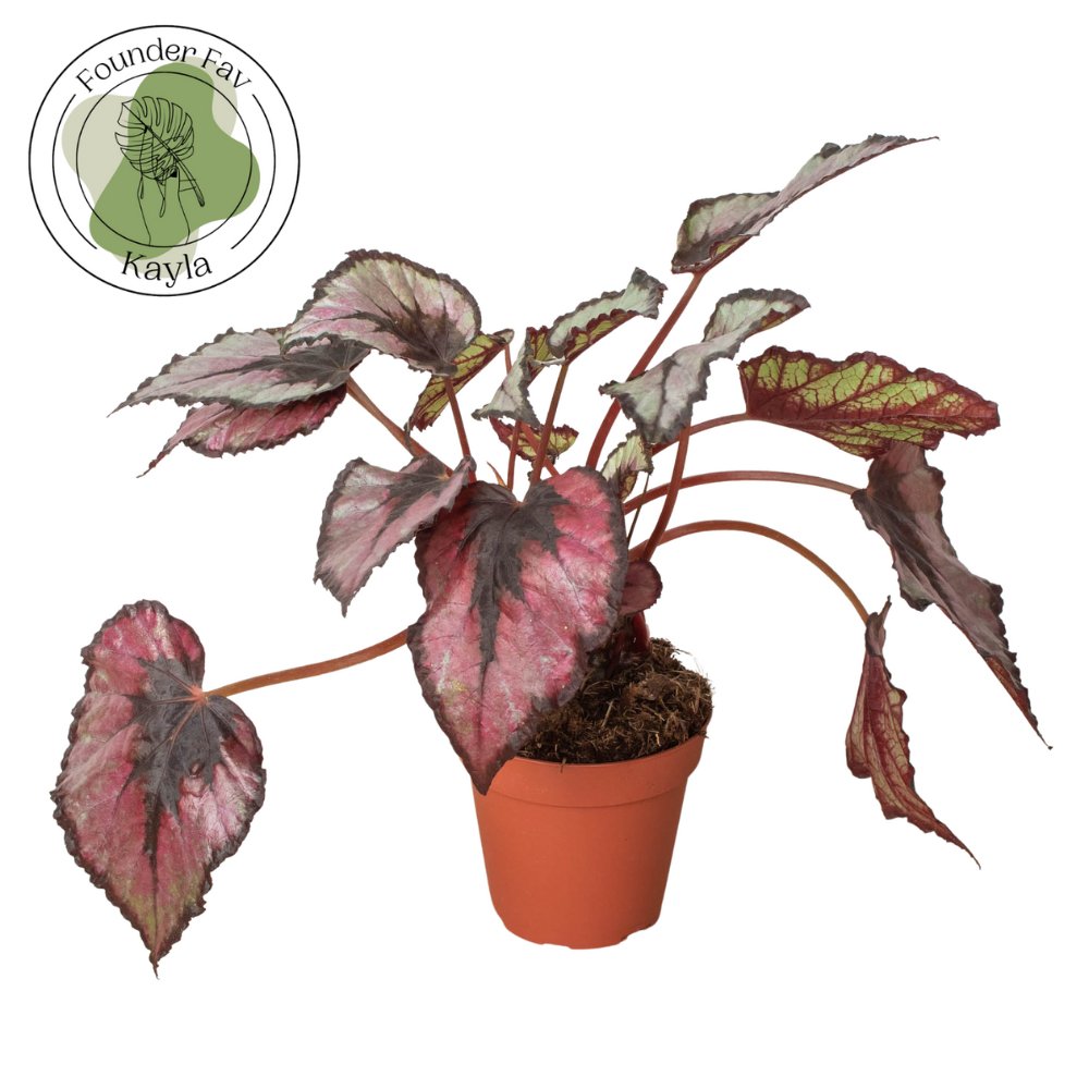Begonia 'Rex' Indoor Plant - Mental Houseplants™