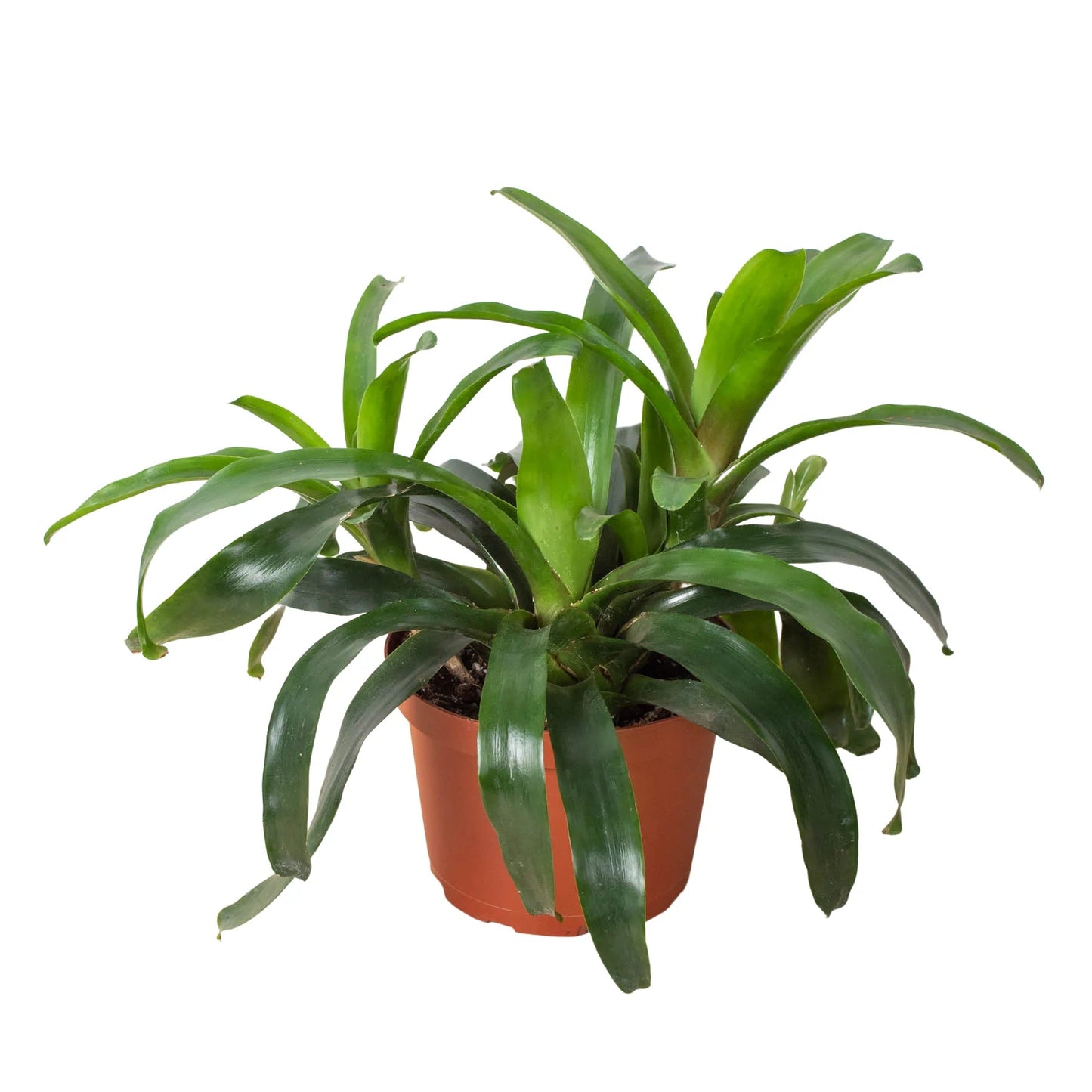 Bromeliad 'Bossa Nova' Indoor Plant - Mental Houseplants™