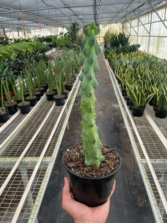 Cactus 'Boobie Cactus' Indoor Plant - Mental Houseplants™