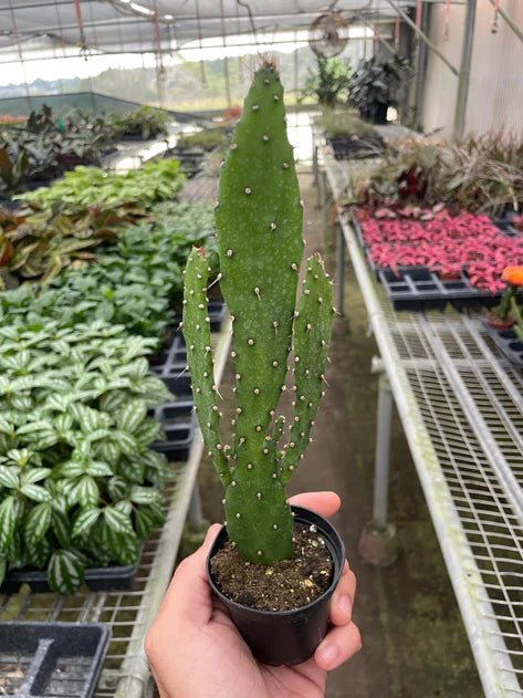 Cactus 'Drooping Prickly Pear' Indoor Plant - Mental Houseplants™