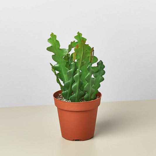 Cactus 'Ric Rac' Indoor Plant - Mental Houseplants™