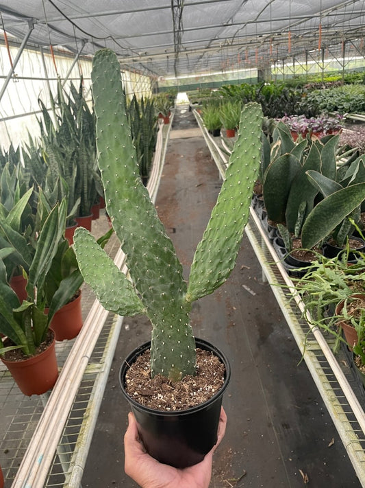 Cactus 'Road Kill' Indoor Plant - Mental Houseplants™
