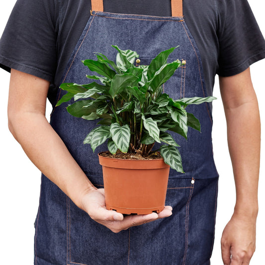 Calathea 'Freddie' Indoor Plant - Mental Houseplants™