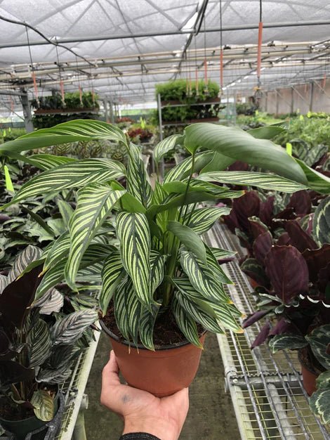 Calathea 'Vittata' Indoor Plant - Mental Houseplants™