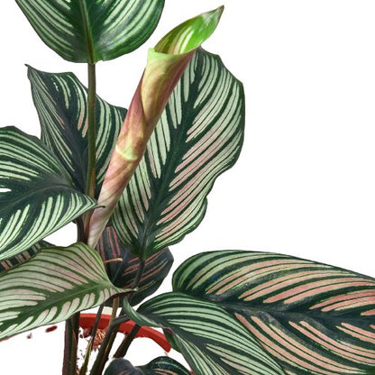 Calathea 'White Star' Indoor Plant - Mental Houseplants™
