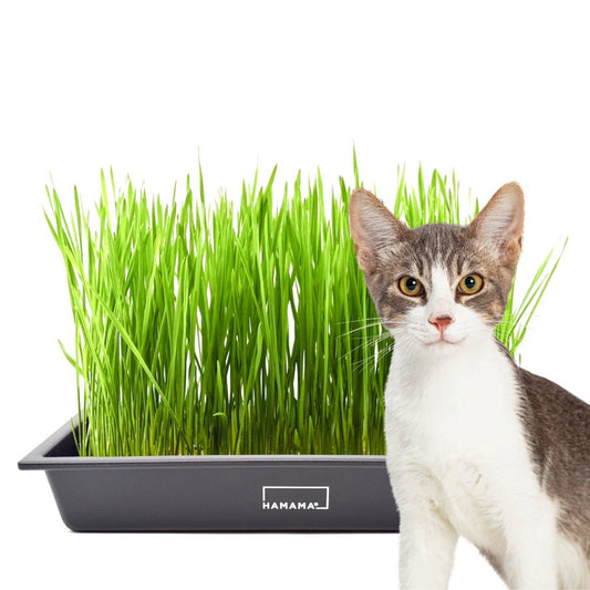 Cat Grass Starter Kit Indoor Plant - Mental Houseplants™