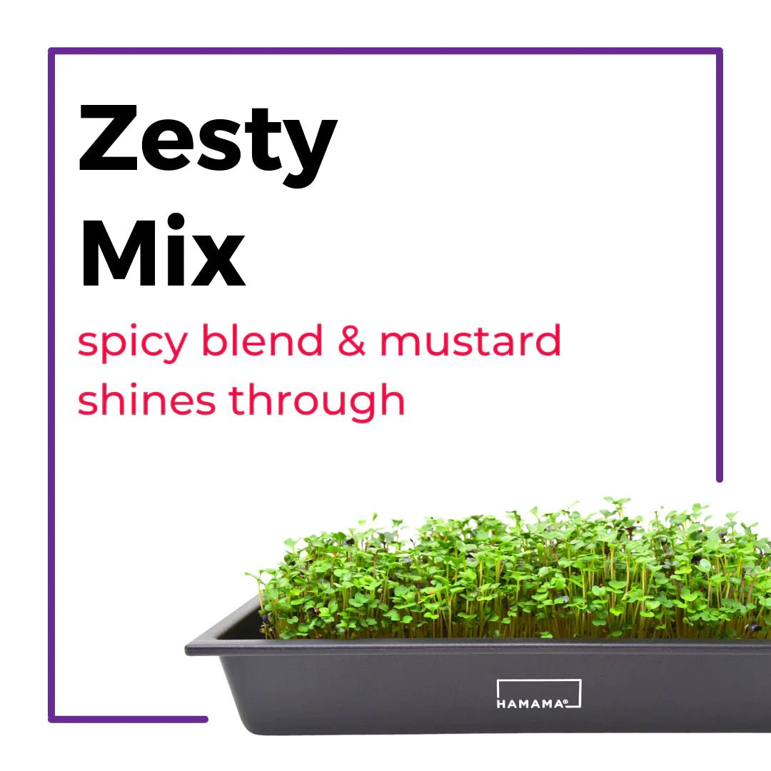 Ceramic Microgreen Starter Kit Indoor Plant - Mental Houseplants™
