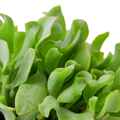 Crassula 'Ripple Jade' Indoor Plant - Mental Houseplants™