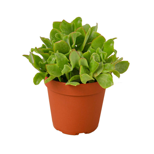 Crassula 'Ripple Jade' Indoor Plant - Mental Houseplants™