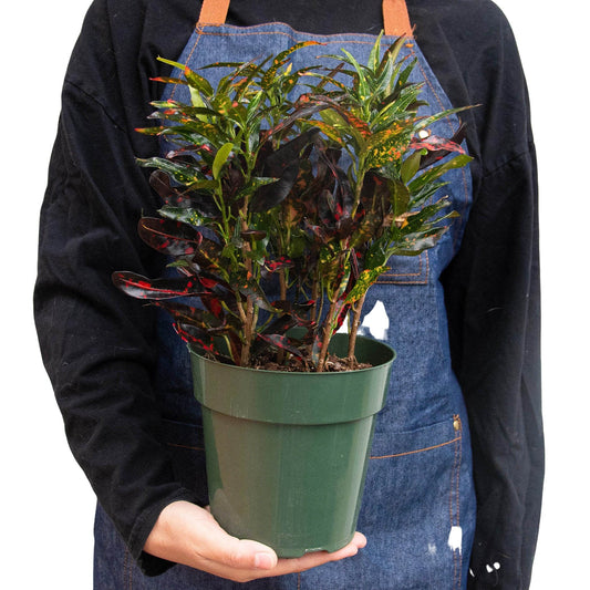 Croton 'Freckles' Indoor Plant - Mental Houseplants™