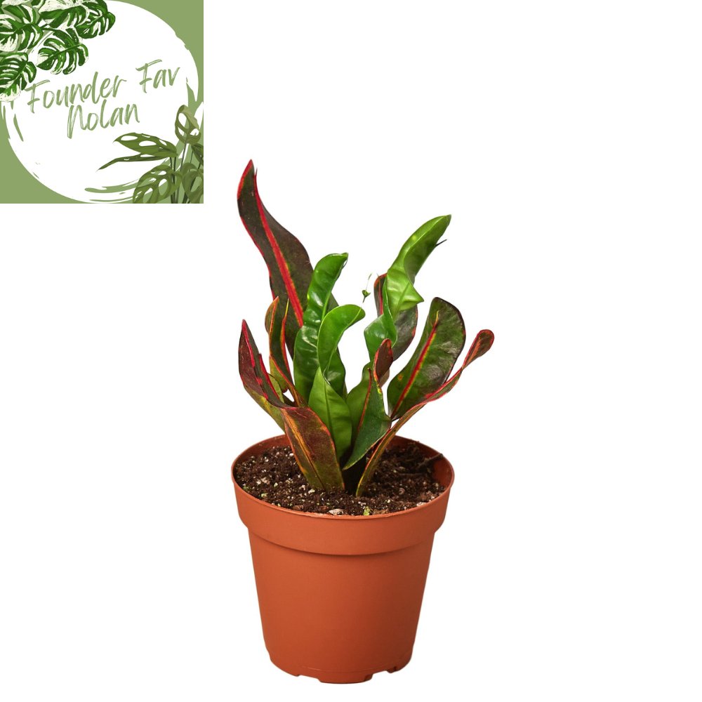 Croton 'Mammy' Indoor Plant - Mental Houseplants™