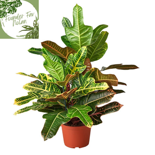 Croton 'Oak Leaf' Indoor Plant - Mental Houseplants™