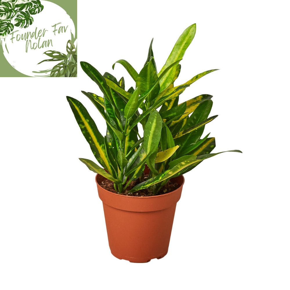 Croton 'Sunny Star' Indoor Plant - Mental Houseplants™