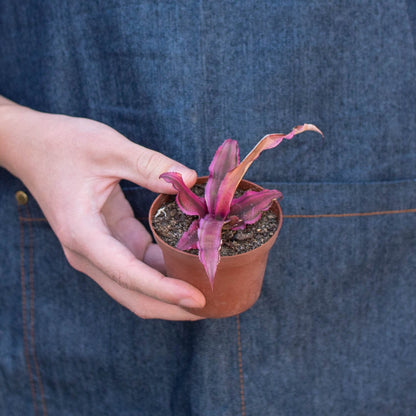 Cryptanthus 'Pink Star' Indoor Plant - Mental Houseplants™