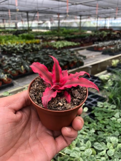 Cryptanthus 'Pink Star' Indoor Plant - Mental Houseplants™