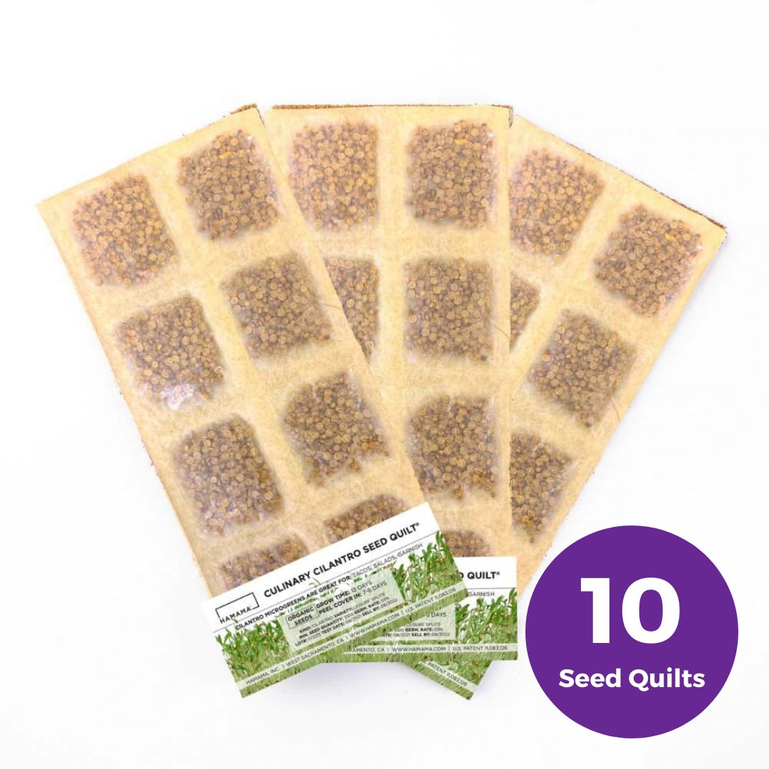 Culinary Cilantro Seed Quilt - 10 Pack Indoor Plant - Mental Houseplants™