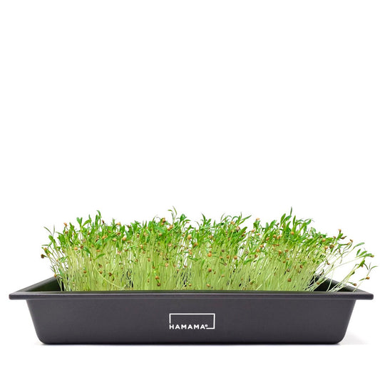 Culinary Collection Cilantro Microgreen Kit Indoor Plant - Mental Houseplants™