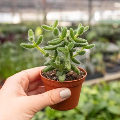 Delosperma 'Pickle Plant' Indoor Plant - Mental Houseplants™