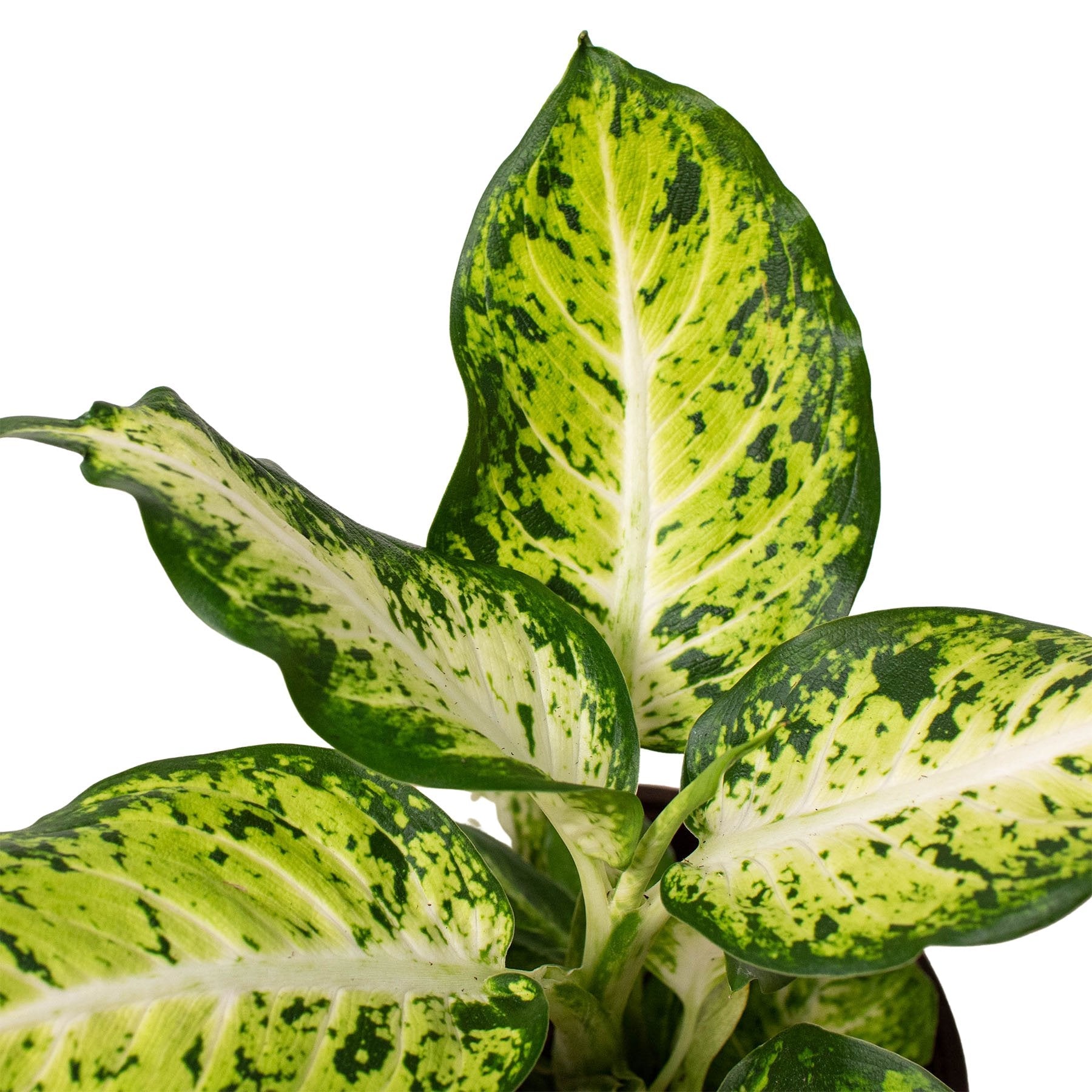 Dieffenbachia 'Amy' Indoor Plant - Mental Houseplants™