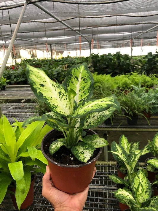 Dieffenbachia 'Amy' Indoor Plant - Mental Houseplants™