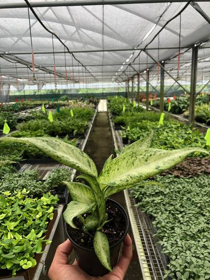Dieffenbachia 'Camouflage' Indoor Plant - Mental Houseplants™