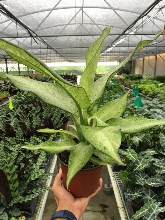 Dieffenbachia 'Camouflage' Indoor Plant - Mental Houseplants™