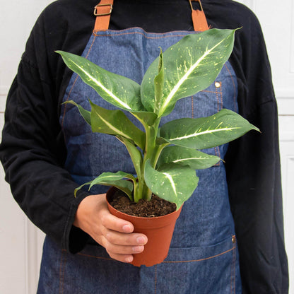 Dieffenbachia 'Leopard Lily' Indoor Plant - Mental Houseplants™