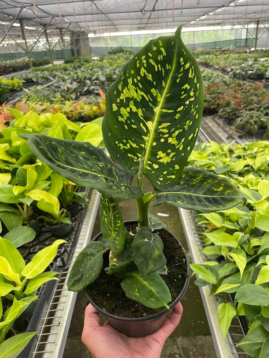Dieffenbachia 'Reflector' Indoor Plant - Mental Houseplants™