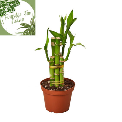 Dracaena 'Lucky Bamboo' Indoor Plant - Mental Houseplants™