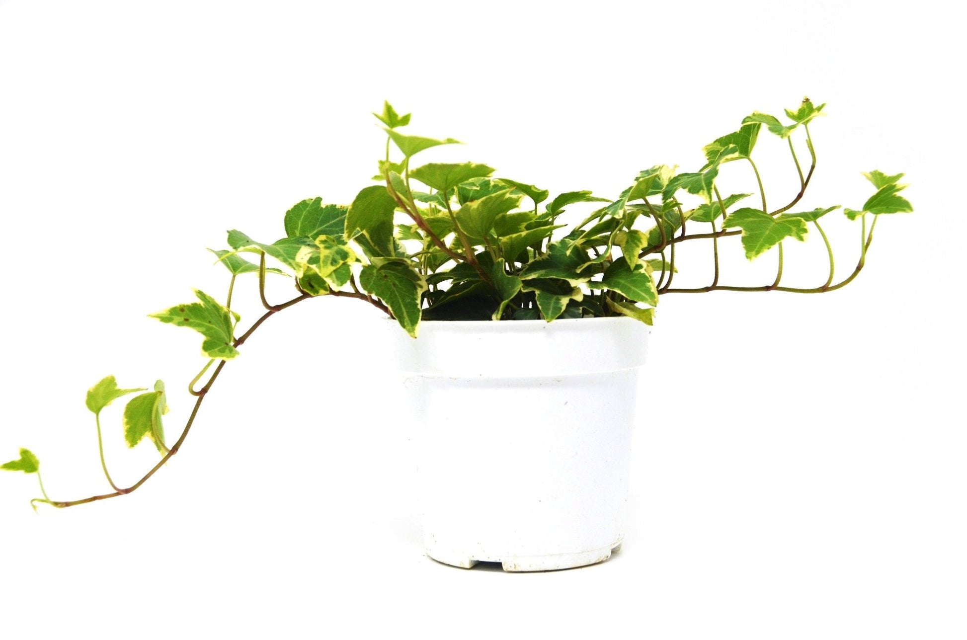 English Ivy 'Eva' - 4" Pot Indoor Plant - Mental Houseplants™