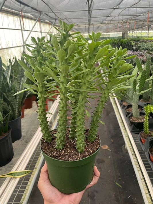 Euphorbia 'Sausage Spurge' Indoor Plant - Mental Houseplants™