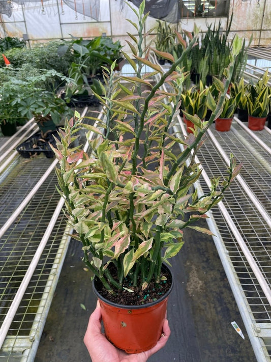 Euphorbia 'Variegated Devil's Backbone' Indoor Plant - Mental Houseplants™
