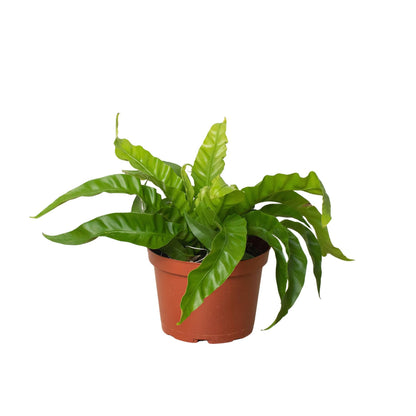 Fern 'Bird's Nest Hurricane' Indoor Plant - Mental Houseplants™