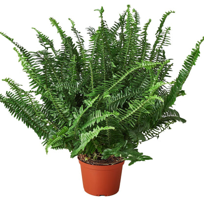 Fern 'Jester's Crown' Indoor Plant - Mental Houseplants™