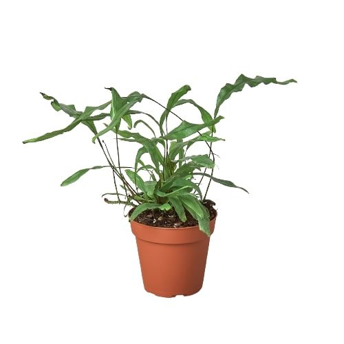 Fern 'Kangaroo Paw' Indoor Plant - Mental Houseplants™