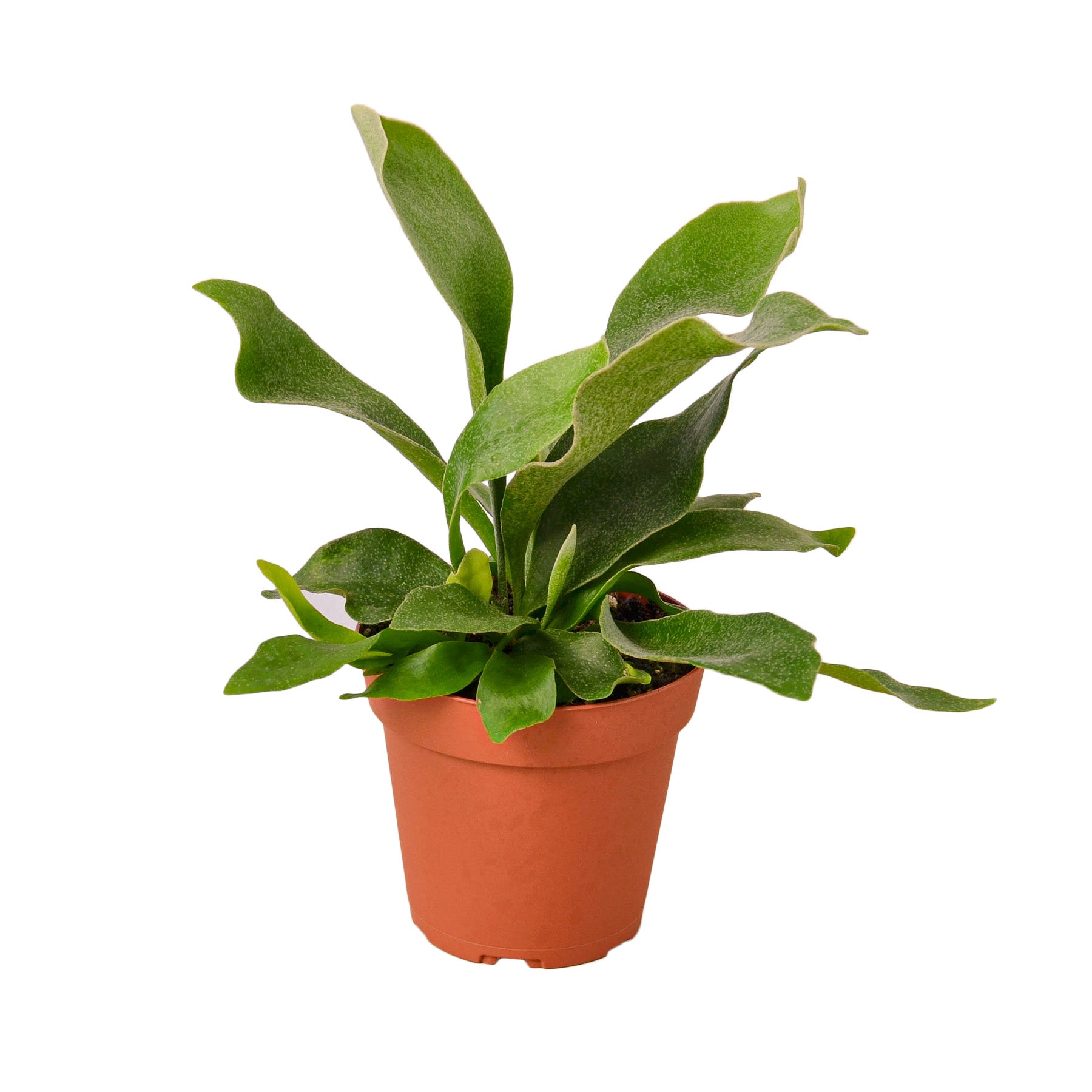 Fern 'Staghorn' Indoor Plant - Mental Houseplants™