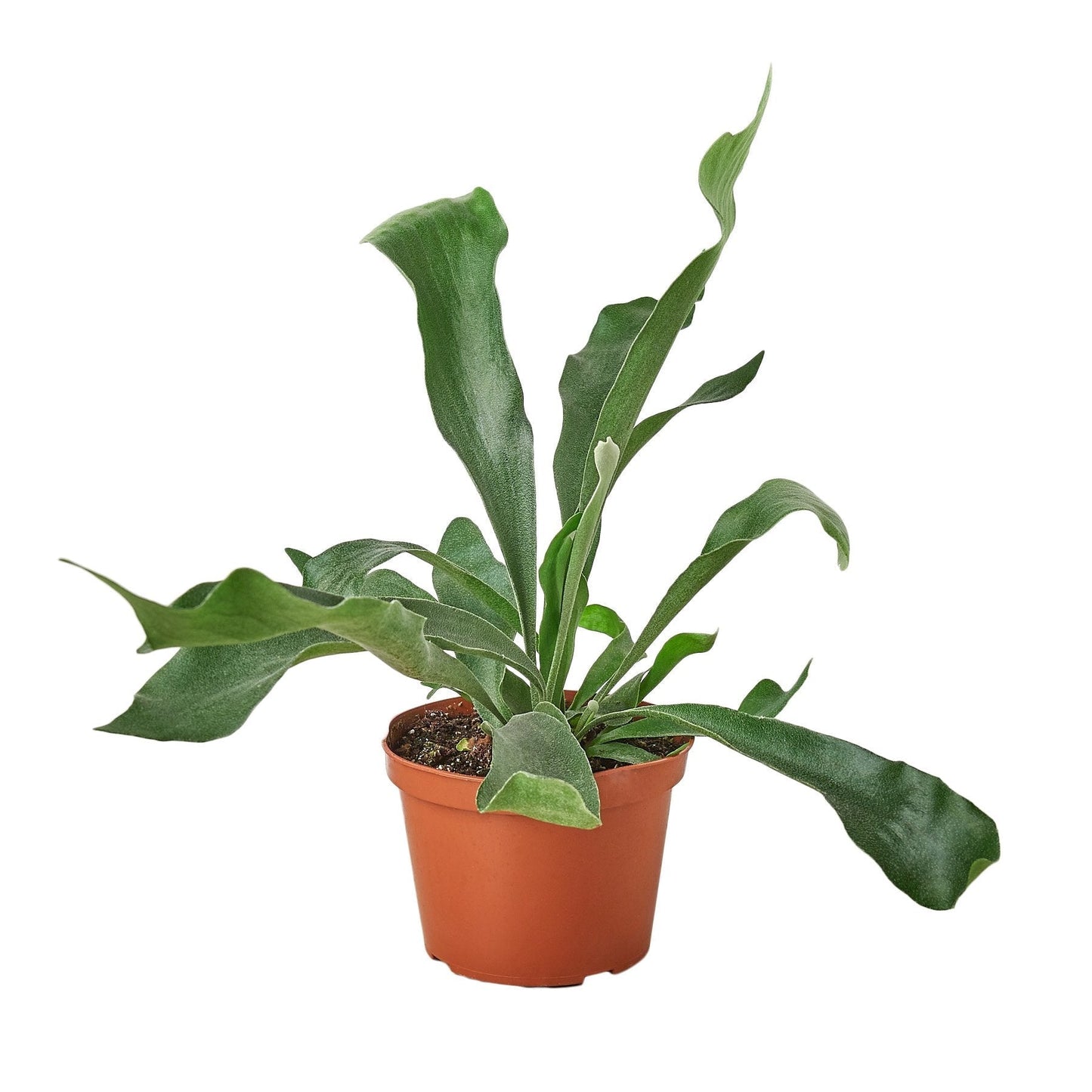 Fern 'Staghorn' Indoor Plant - Mental Houseplants™
