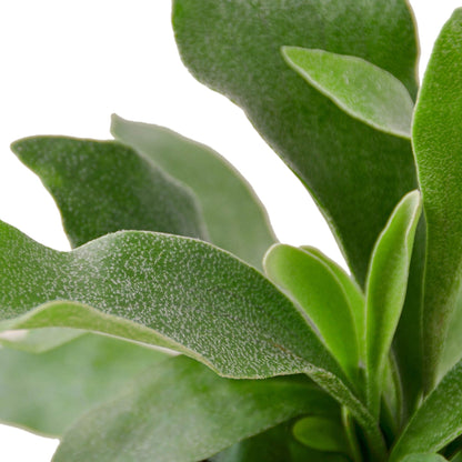 Fern 'Staghorn' Indoor Plant - Mental Houseplants™