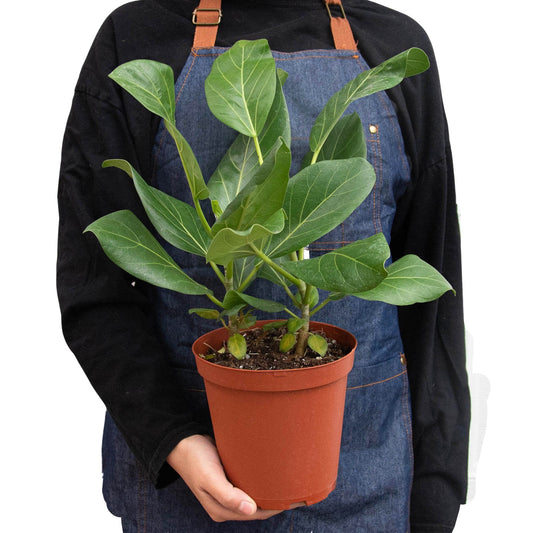 Ficus 'Audrey' Indoor Plant - Mental Houseplants™
