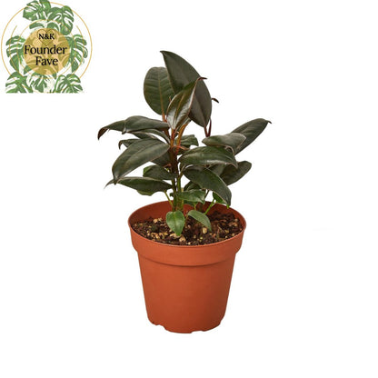 Ficus 'Burgundy' Indoor Plant - Mental Houseplants™