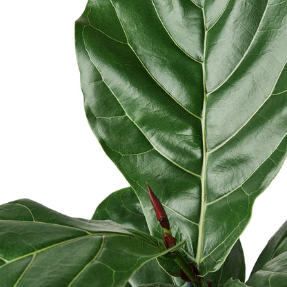 Ficus 'Fiddle Leaf Fig' Indoor Plant - Mental Houseplants™
