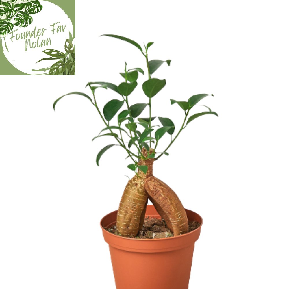 Ficus 'Ginseng' Indoor Plant - Mental Houseplants™