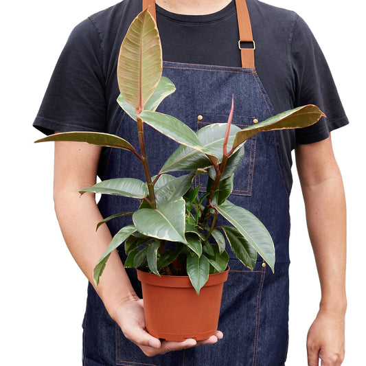 Ficus 'Tineke' Indoor Plant - Mental Houseplants™