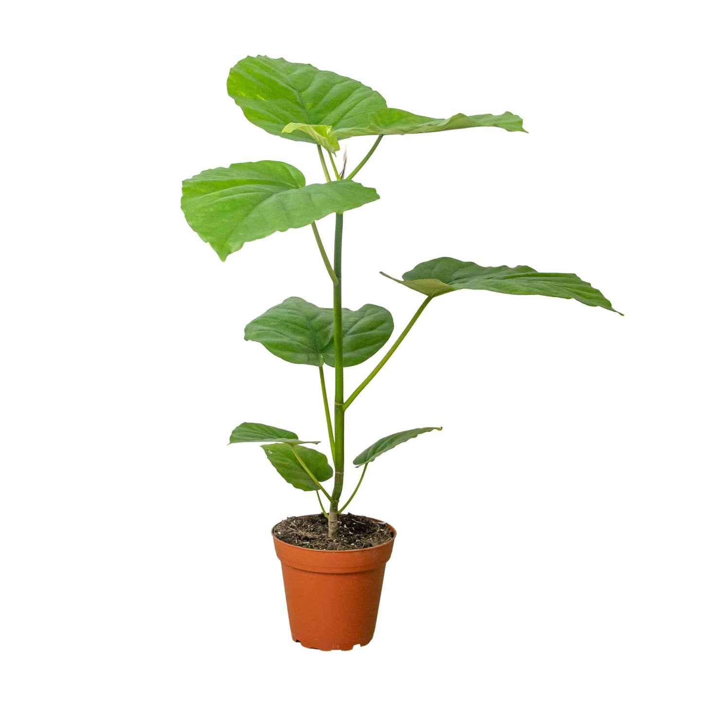 Ficus 'Umbrella Tree' Indoor Plant - Mental Houseplants™