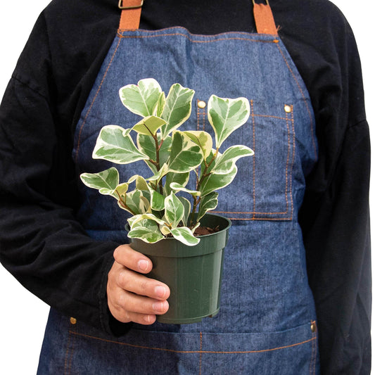Ficus 'Variegated Triangularis' Indoor Plant - Mental Houseplants™