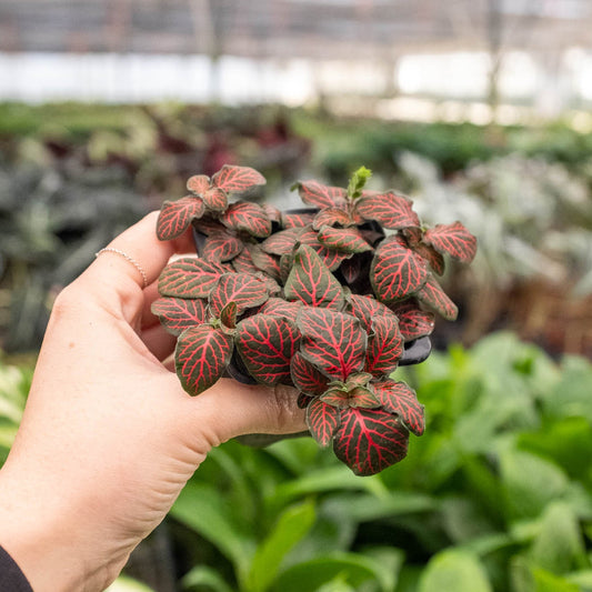 Fittonia 'Red' Indoor Plant - Mental Houseplants™