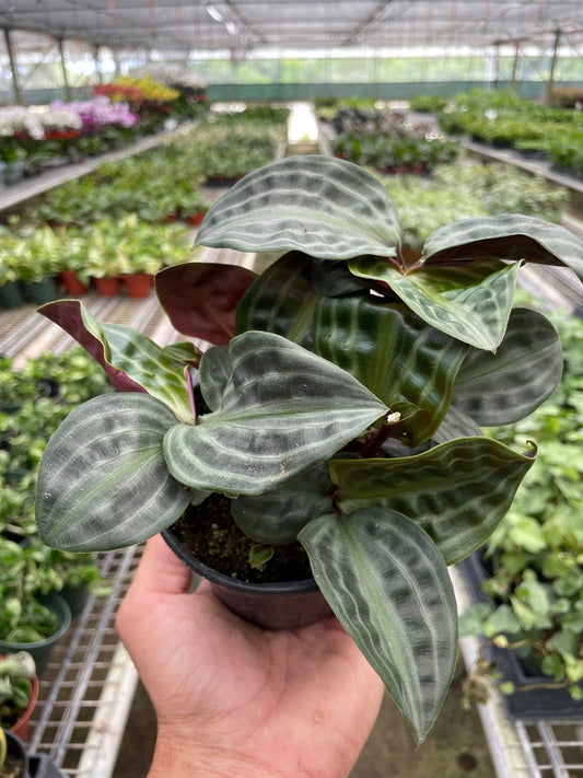 Geogenanthus 'Seersucker' Indoor Plant - Mental Houseplants™