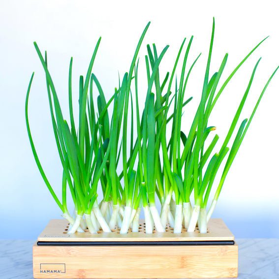 Green Onion Grow Kit Indoor Plant - Mental Houseplants™