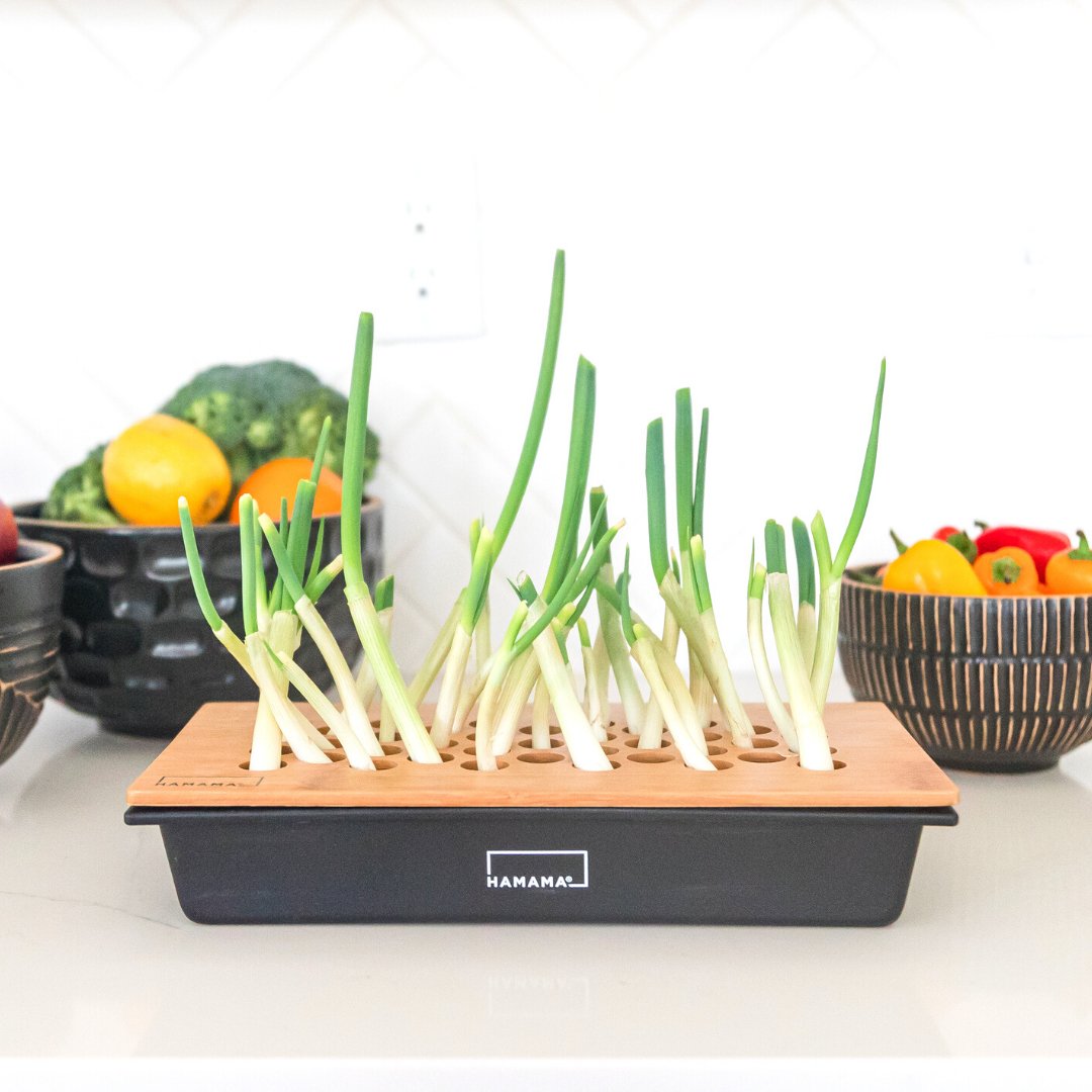 Green Onion Grow Kit Indoor Plant - Mental Houseplants™